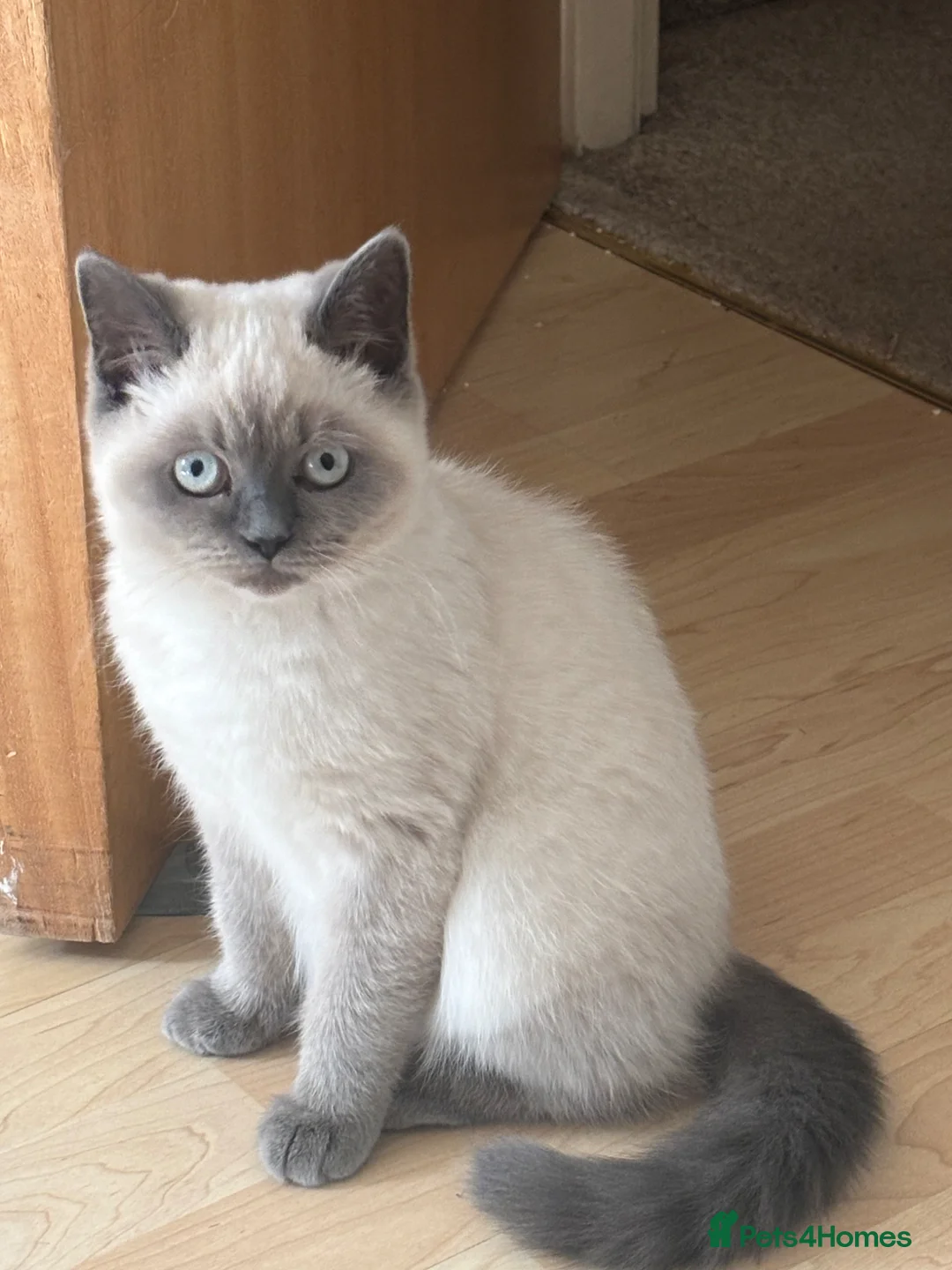 British Shorthair cats for sale: Blue Point British Short Hair kitten  - Advert 5