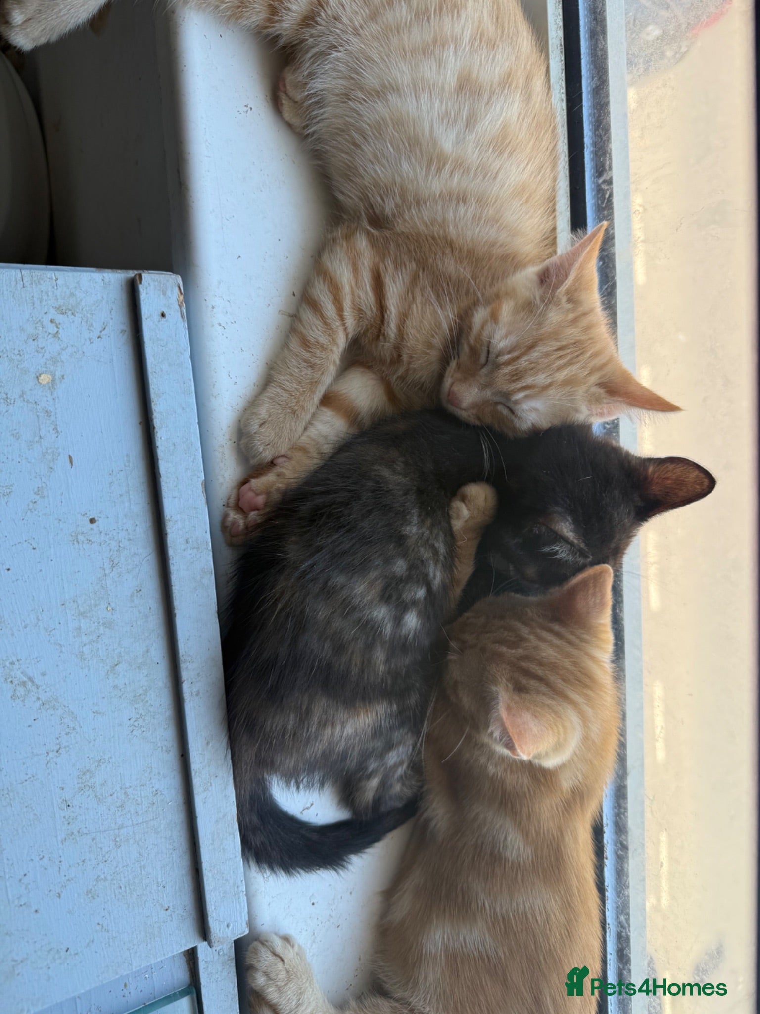 Mixed Breed cats 2 Beautiful Ginger Mix Siamese Boys £100 together  - Advert 2