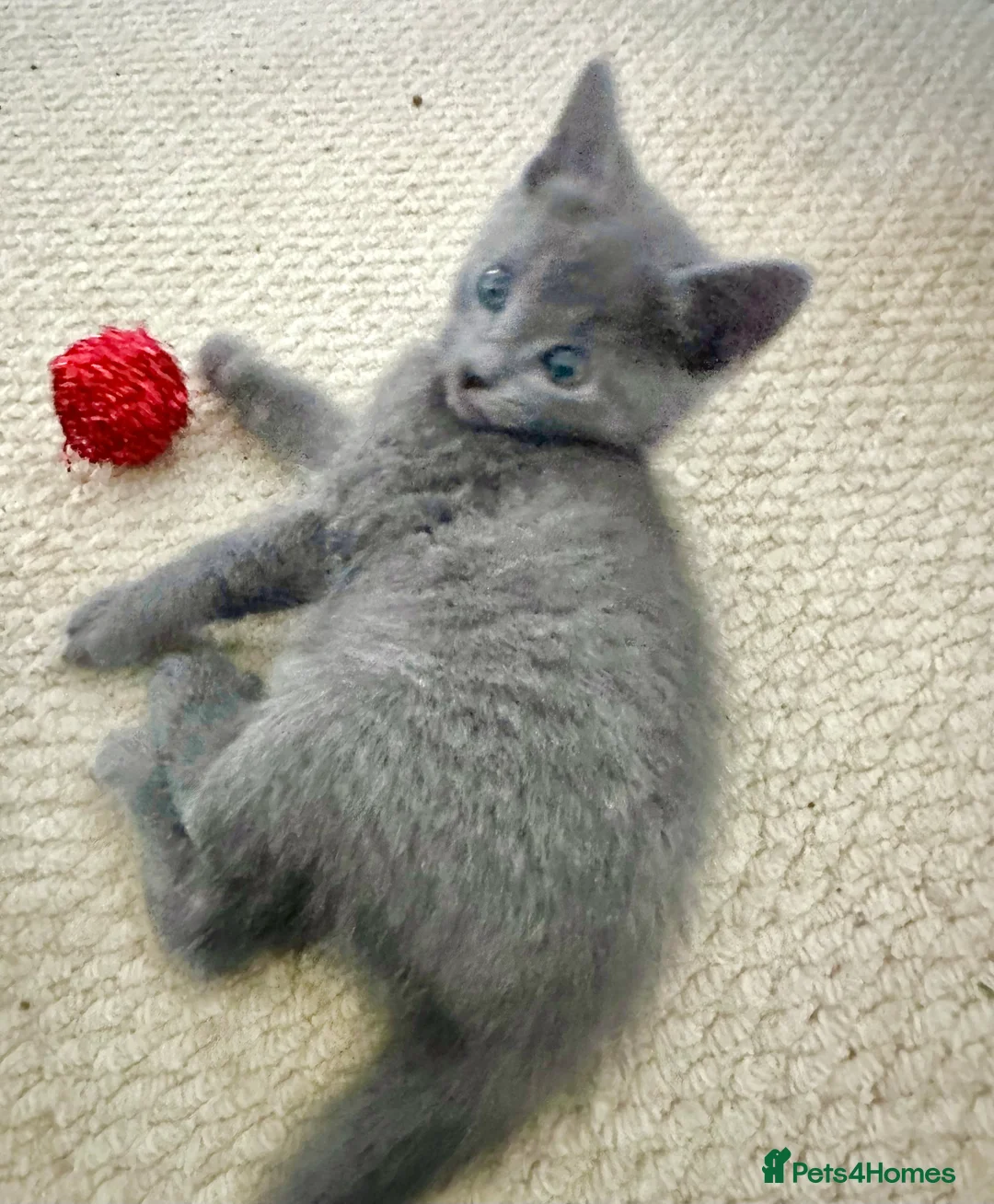 Russian Blue cats for sale: Stunning Russian Blue Kittens - Advert 9