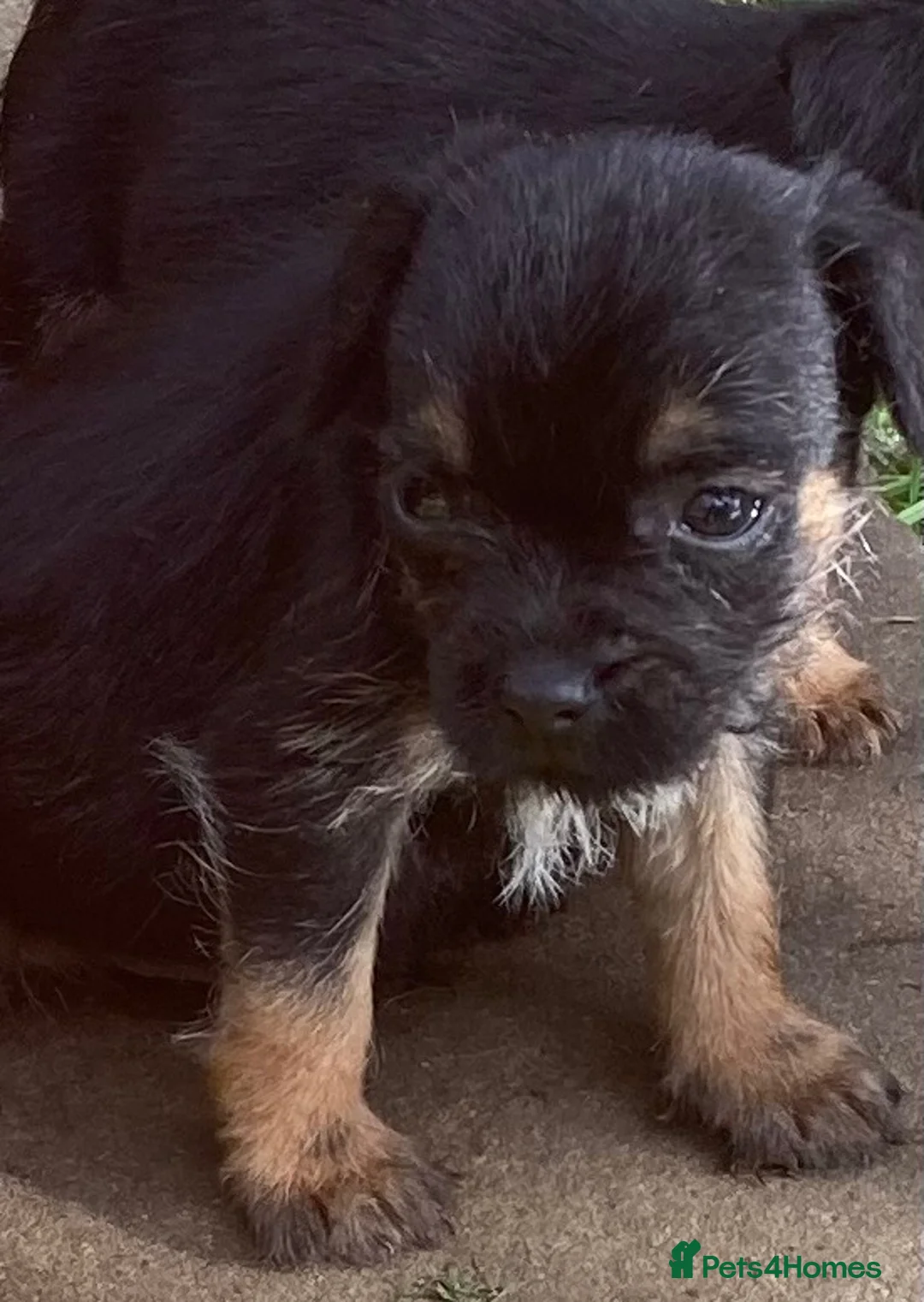 Border Terrier dogs for sale: One blue and tan bitch available  - Advert 1