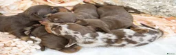 Miniature Dachshund dogs for sale: KC Miniature Dachshund Puppies - Advert 19