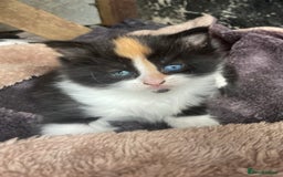 Mixed Breed cats for sale: Kittens for sale  - Image 17
