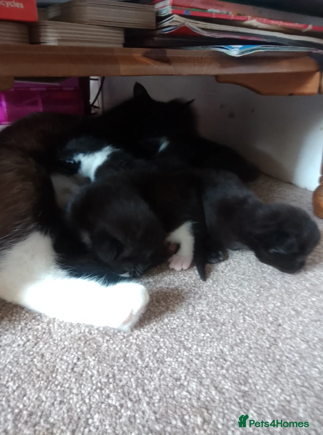 Mixed Breed cats for sale: Persian x siamese  - Advert 2