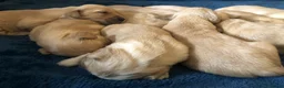 Golden Retriever dogs for sale: KC Dark Red Golden Retrievers 100% DNA Health Test - Advert 8