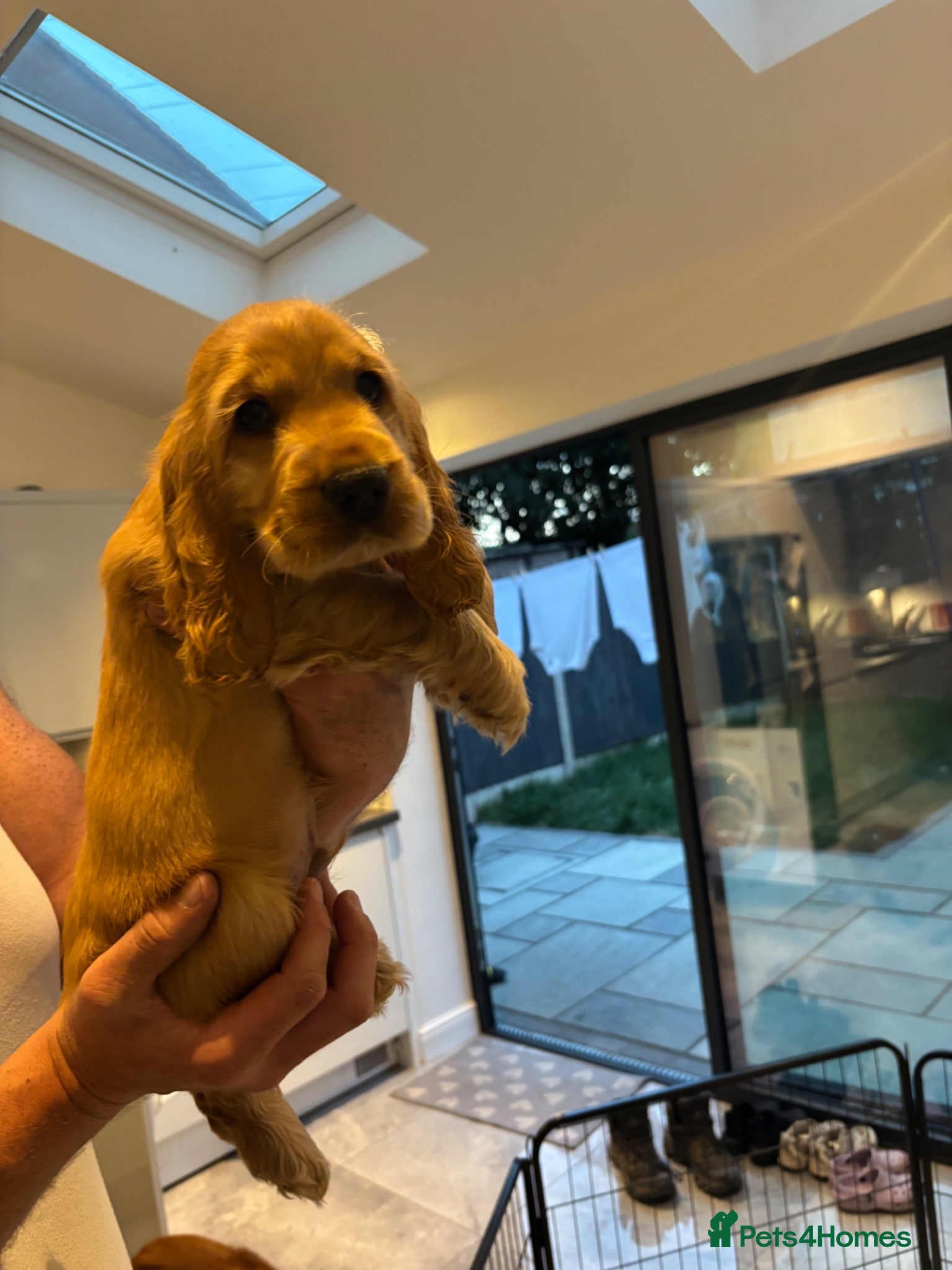 Cocker Spaniel dogs KC SHOW COCKER SPANIEL PUPS GOLDEN - Advert 2