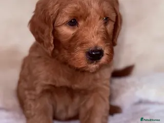 Labradoodle dogs Australian labradoodles - Advert 1