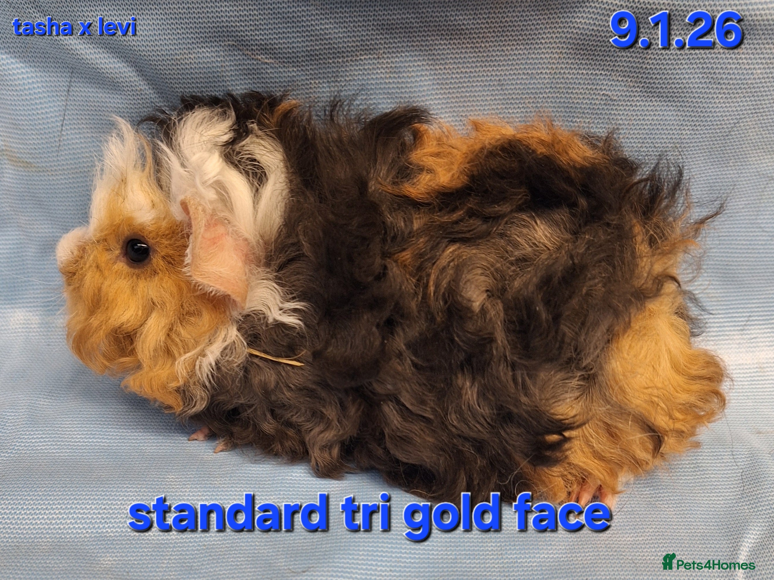 Guinea Pig rodents Purebred lunkarya guinea pig boars - Advert 1