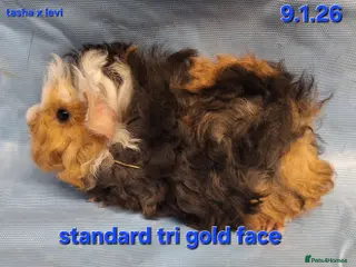 Guinea Pig rodents Purebred lunkarya guinea pig boars - Advert 2