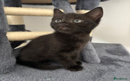 Bombay cats for sale: Last 2 remaining Kittens for sale  - Image 21