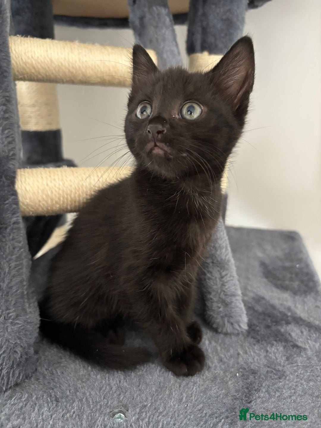 Bombay cats for sale: Last 2 remaining Kittens for sale  - Image 21