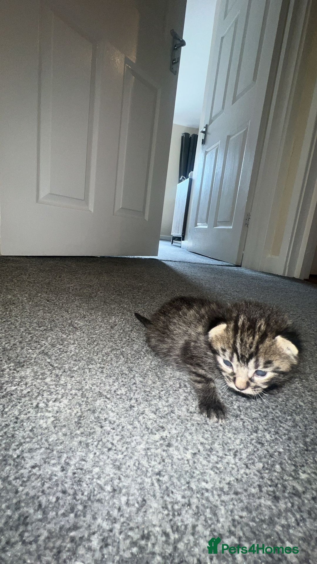 Bengal cats for sale: 5 bengal kittens looking for a loving home  - Image 4