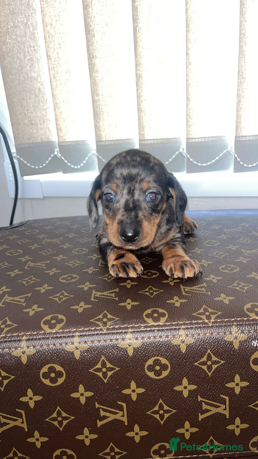 Miniature Dachshund dogs for sale: Miniature dachshund puppies - Advert 19