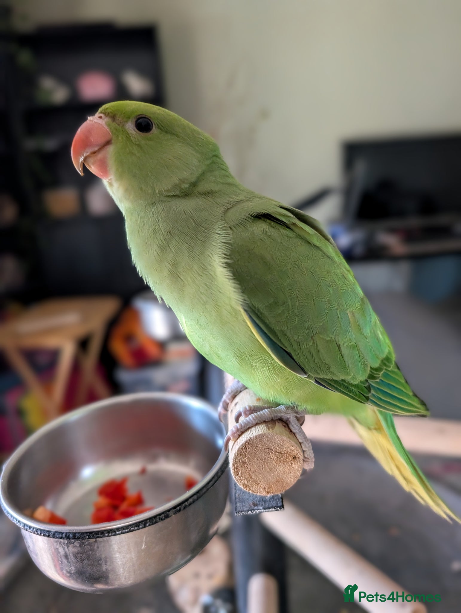 Ringnecks birds READY TO GO *Handreared ringnecks  - Advert 13