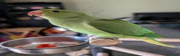 Ringnecks birds for sale: Baby handreared ringneck - Advert 2