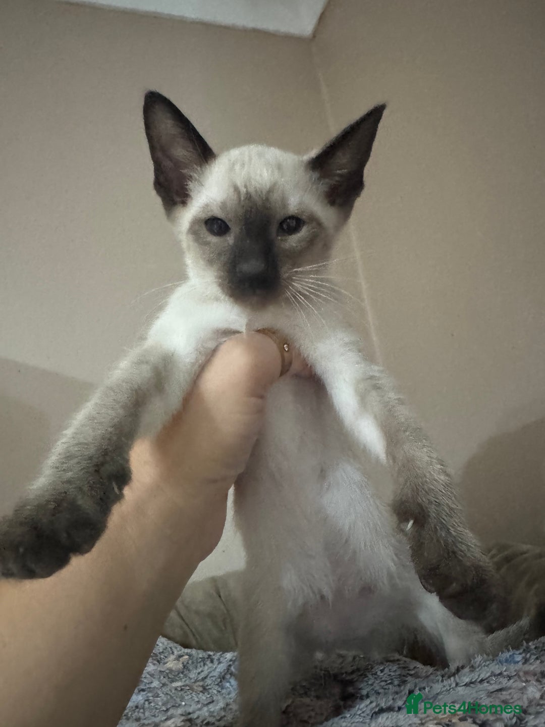 Siamese cats for sale: 6 cute Siamese kittens available  - Image 11