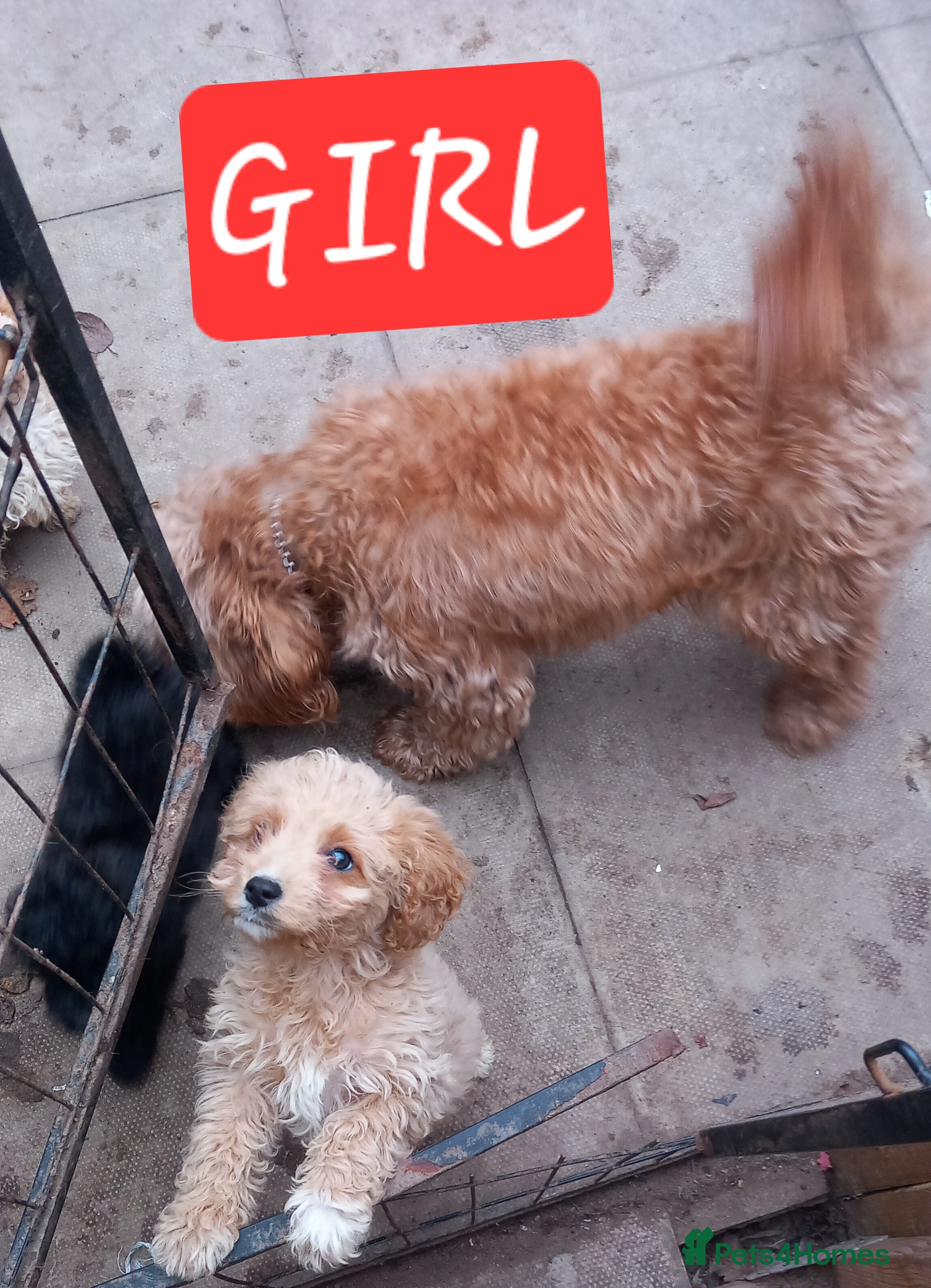 Cavapoo dogs 2  Beautiful Puppies & Free insurance  - Advert 9