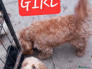 Cavapoo dogs 2 Beautiful Puppies & Free insurance - Advert 9