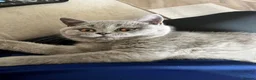 British Shorthair cats for sale: British shorthair female kitten GCCF registered - Advert 6
