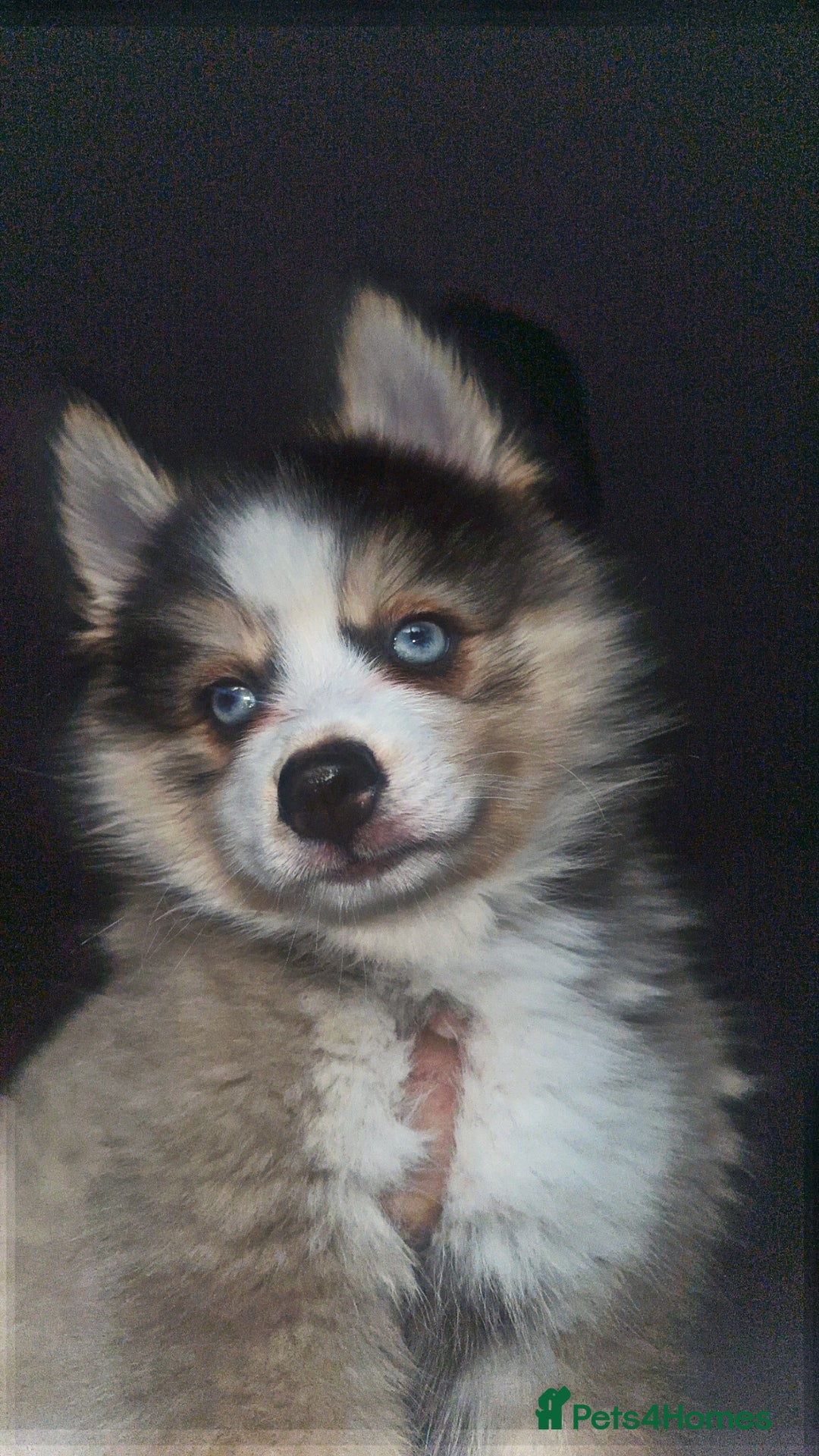 Pomsky dogs for sale: BLUE EYED Family-Raised Pomsky Pups  - Advert 20