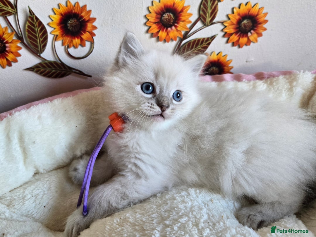 Ragdoll cats for sale: Registered male Ragdoll kittens  - Image 24
