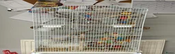 Cockatiels birds for sale: Two male cockatiels  in Nantwich - Advert 2
