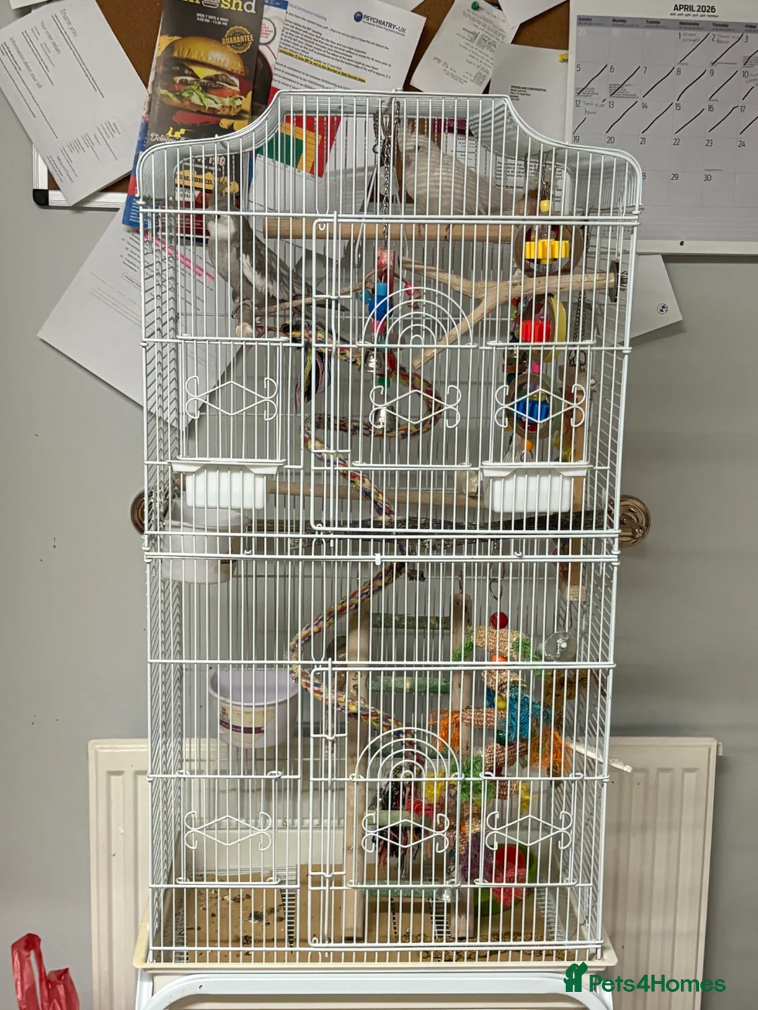 Cockatiels birds for sale: Two male cockatiels  in Nantwich - Advert 2