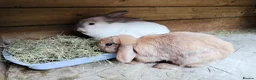 Mini Lop rabbits for sale: Mini Lop Bunnies - Advert 13