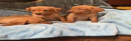 Labrador Retriever dogs for sale: Red labrador - Advert 3