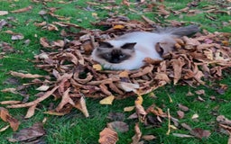 Ragdoll cats for sale: Ragdoll Seal Point - Image 4