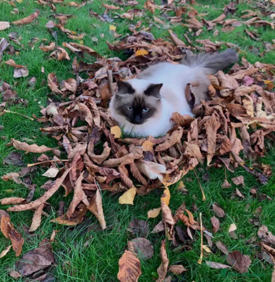 Ragdoll cats for sale: Ragdoll Seal Point - Image 4