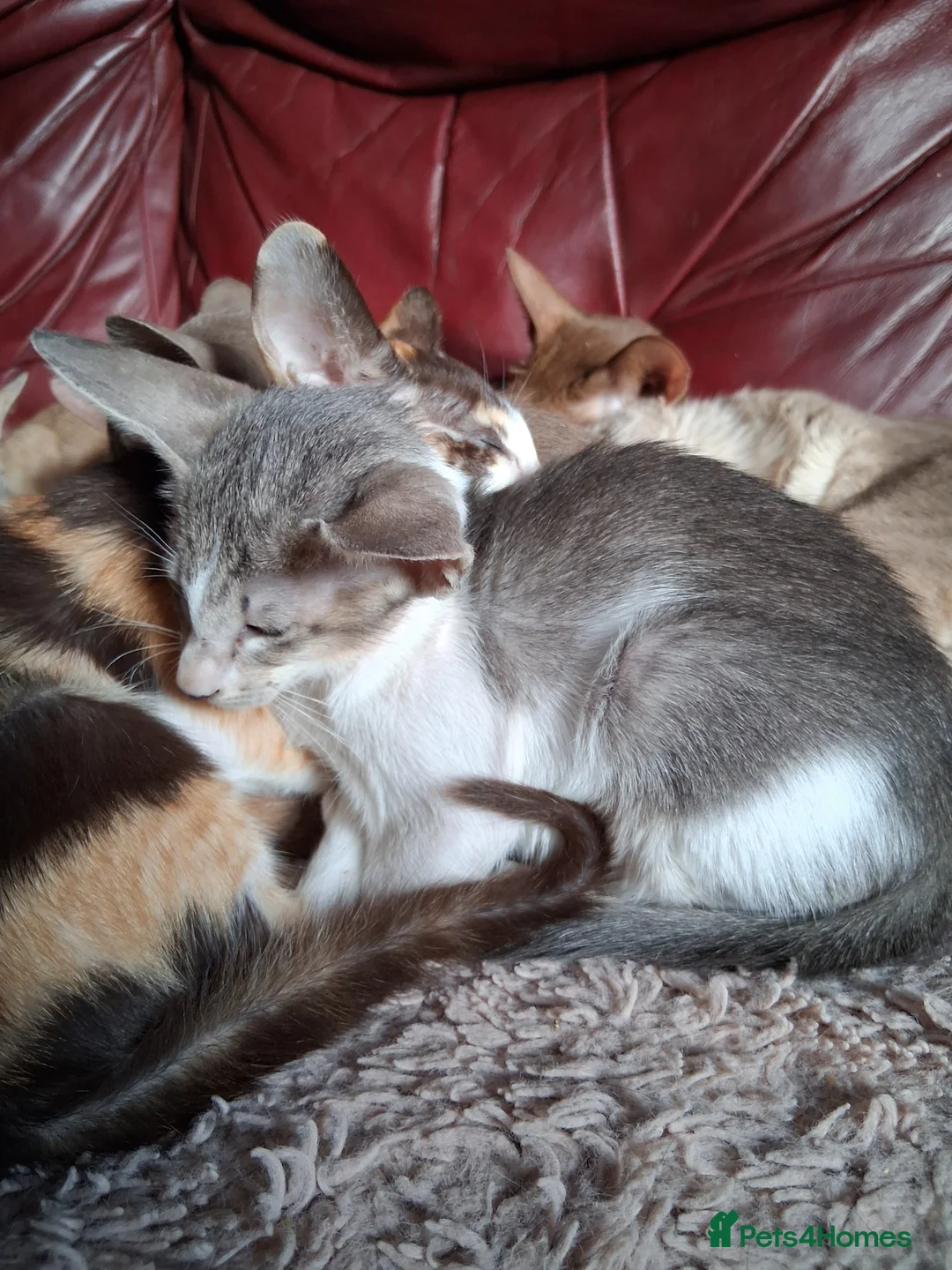 Oriental cats for sale: Stunning oriental girls ready 3.9.26 - Advert 4