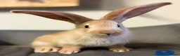 Continental Giant rabbits for sale: Pure Bred Continental Giants  - Advert 14
