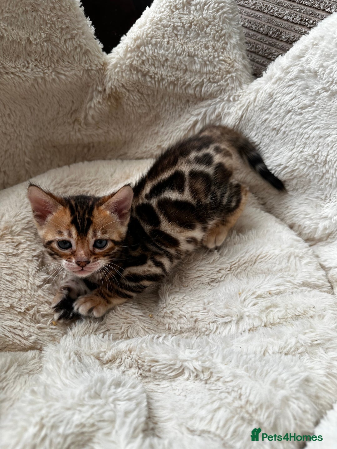 Bengal cats for sale: TICA registered bengal kittens available! - Advert 16