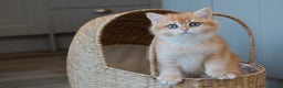 British Shorthair cats for sale: Stunning Registered British Shorthair Girl - Advert 1