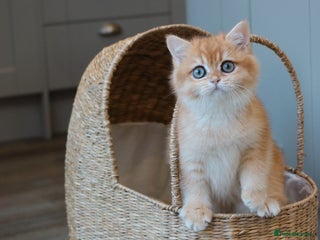 British Shorthair cats Stunning Registered British Shorthair Girl - Advert 1