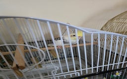 Mixed Breed birds for sale: parakeets and sparrows  - Image 2