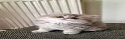 British Shorthair cats for sale: 🌟GCCF registred kittens 🌟 - Advert 31