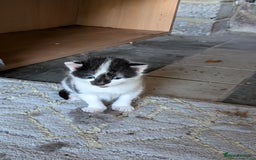 Mixed Breed cats for sale: 1 Kitten, mixed breed, ready to leave  - Image 5