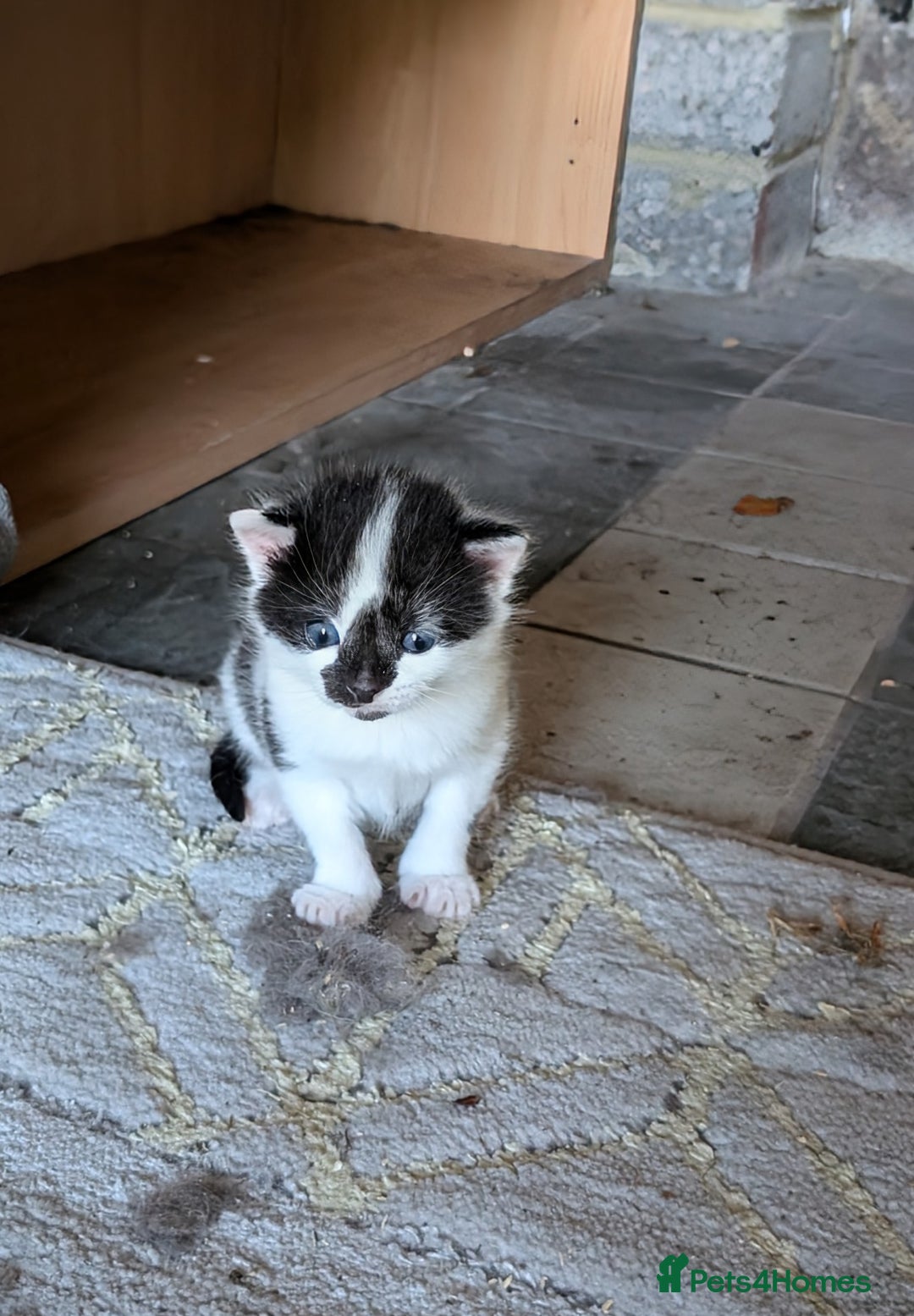 Mixed Breed cats for sale: 1 Kitten, mixed breed, ready to leave  - Image 5