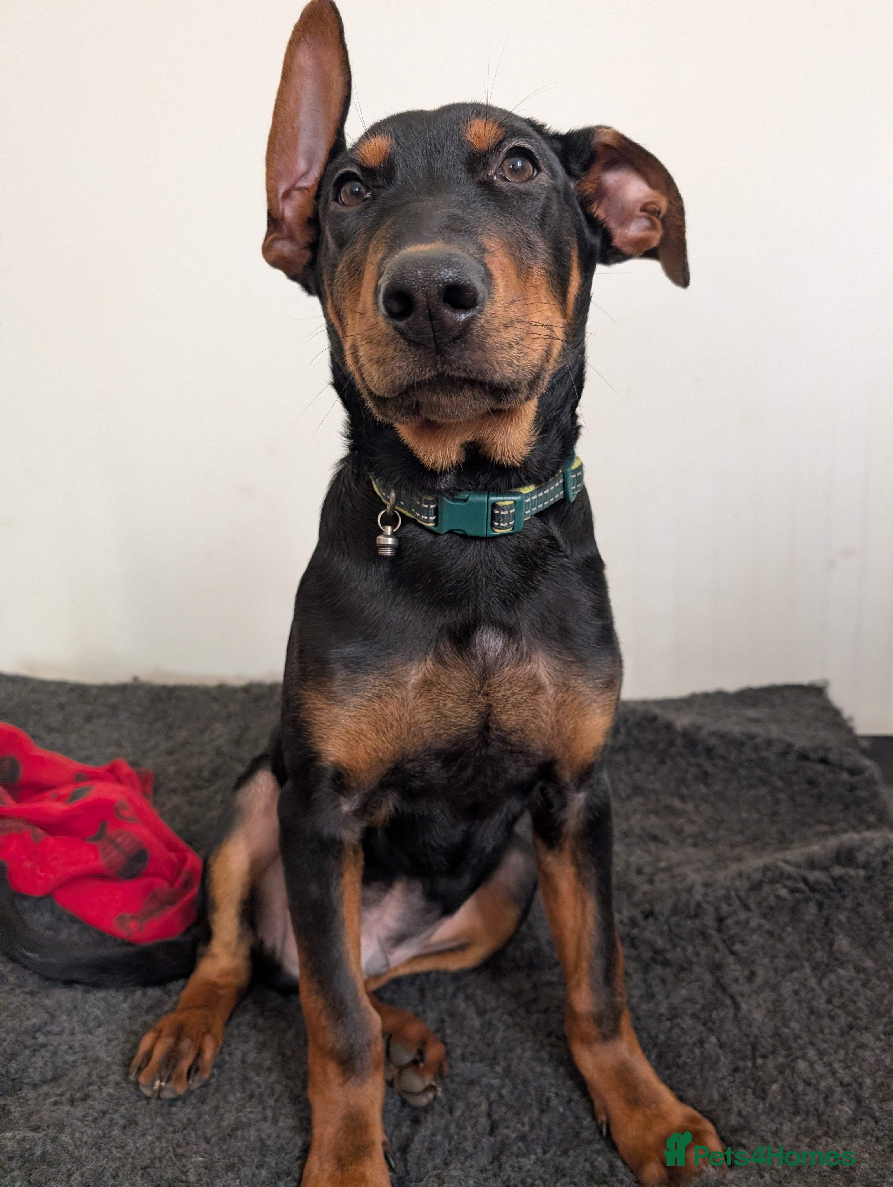 Mixed Breed dogs 2 Boys🐕🐾Kelpie x Chinese Red Dog - Advert 5