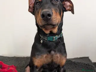 Mixed Breed dogs 2 Boys🐕🐾Kelpie x Chinese Red Dog - Advert 5