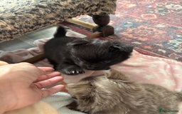 Pomchi dogs for sale: Primrose’s precious pomchi babies - Advert 3