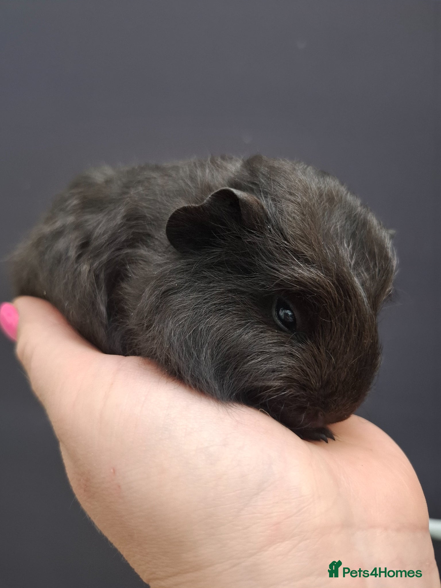 Guinea Pig rodents Black Swiss & Buff Cali Baby Guinea Pig Boys  - Advert 16