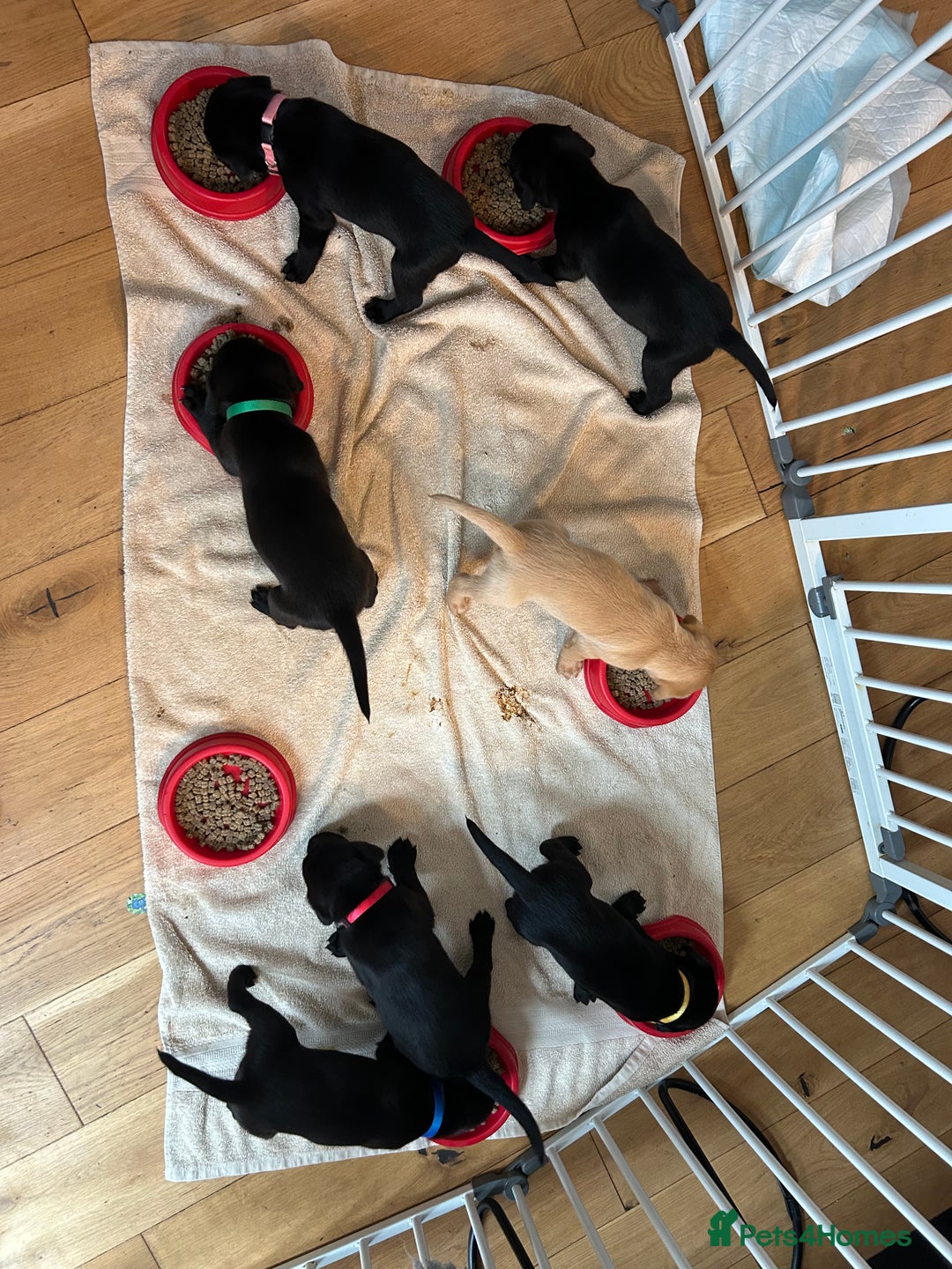 Labrador Retriever dogs for sale: Gorgeous family and working lab puppies - Image 3