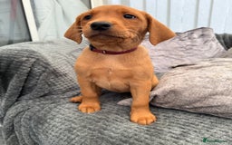 Labrador Retriever dogs for sale: Ready Now Fox Red Labrador Puppy Available  - Image 20
