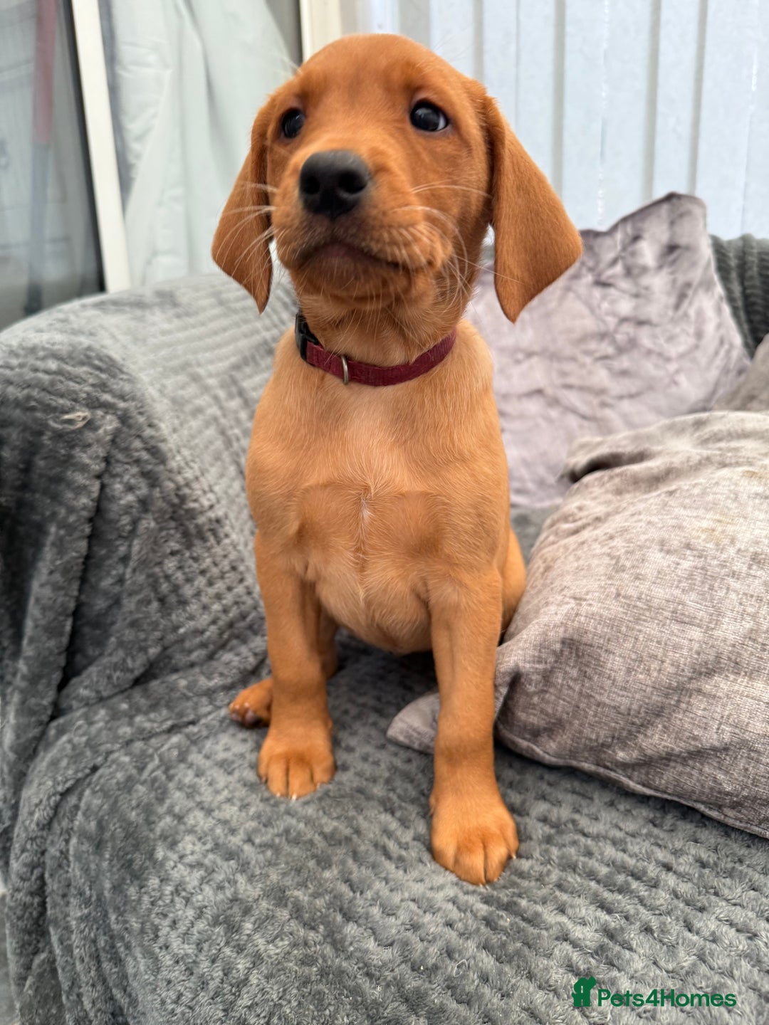 Labrador Retriever dogs for sale: Ready Now Fox Red Labrador Puppy Available  - Image 20