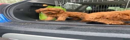 Cavapoo dogs for sale: cavapoo puppies  in Reading - Advert 5