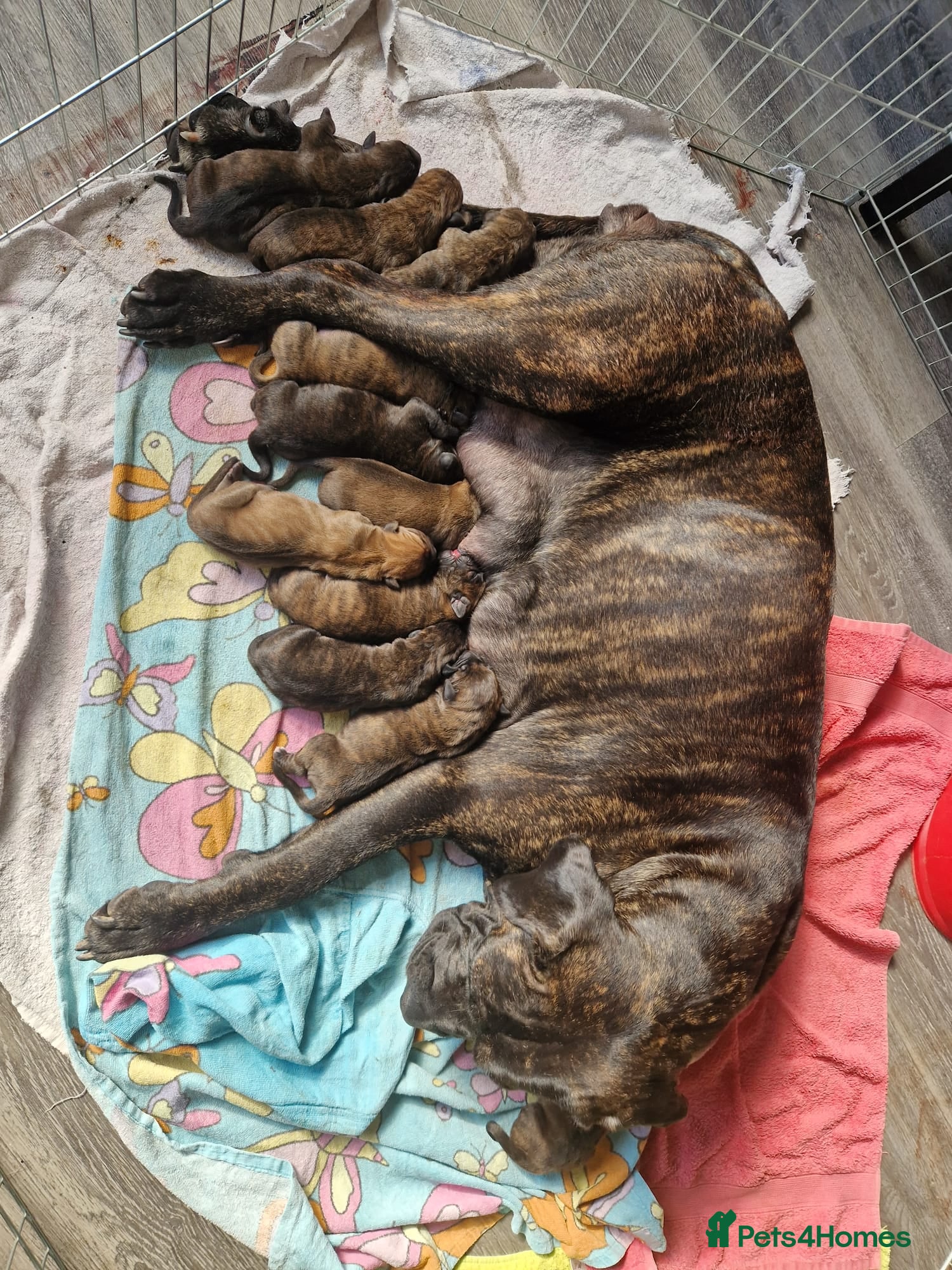 Mixed Breed dogs Cane corso x puppies - Advert 1