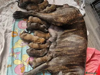 Mixed Breed dogs Cane corso x puppies - Advert 1