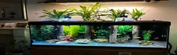 Rainbow Fish fish for sale: Boesemani Rainbows, Platies & Tiger Barbss in Woking - Advert 1